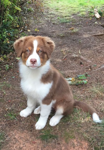 Prod�m �t��ata border kolie