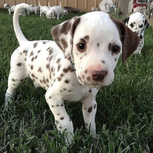 Prod�m kr�sn� a zdrav� o�kovan� �t��ata dalmatin�