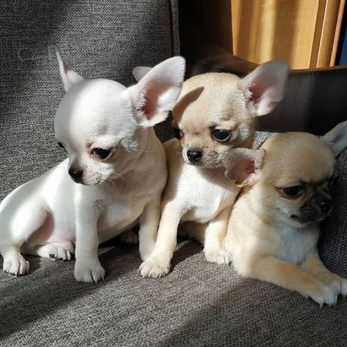 Prod�m ��lek �ivava mini