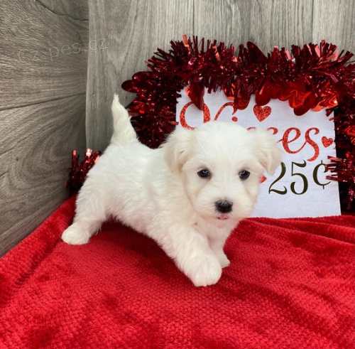 Prod�m roztomil� a zdrav� �t��ata havanese.