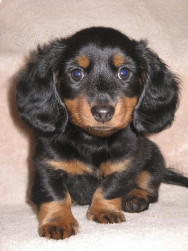 Prod�m mini trpasli�� dlouhosrst� o�kovan� �t��ata jezev��k�