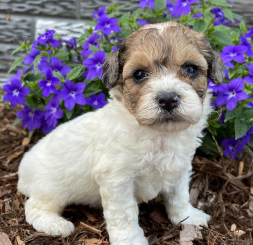 Prod�m mini �t��ata bi�onka poo