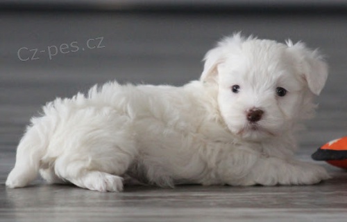 Prod�m zdrav� b�l� �t��ata Havanese.