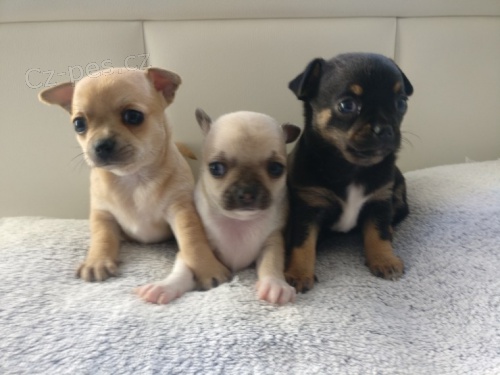 Prod�m �t��ata �ivavy mini