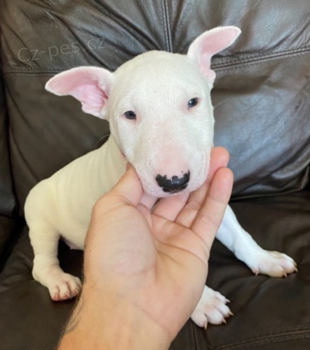 Prod�m kr�sn� �t��ata anglick�ho bulteri�ra.