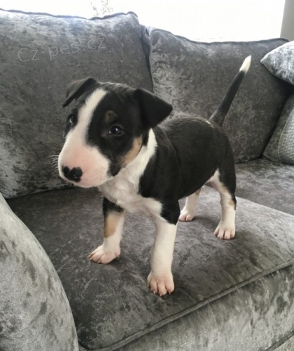 Prod�m kr�sn� �t��ata anglick�ho bulteri�ra.