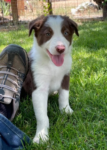 Prod�m �t��ata border kolie