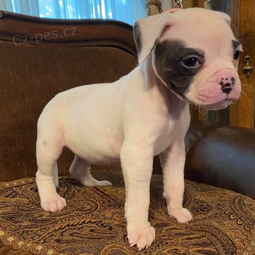 Prod�m �t��ata americk�ho buldoka.