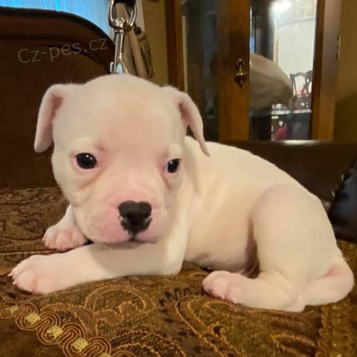 Prod�m o�kovan� a od�erven� �t��ata americk�ho buldo�ka.