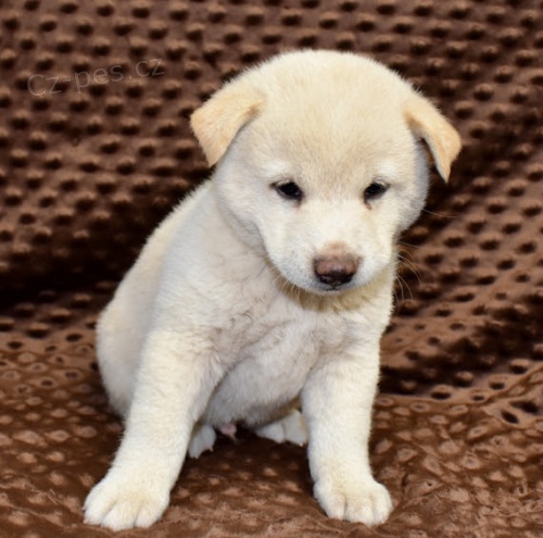 Prod�m zdrav� a o�kovan� �t��ata shiba inu