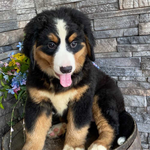 Prod�m �t��ata Bernsk�ho sala�nick�ho psa.