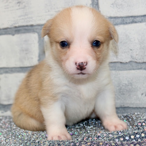 Prod�m zdrav� �t��ata americk�ho Corgi.