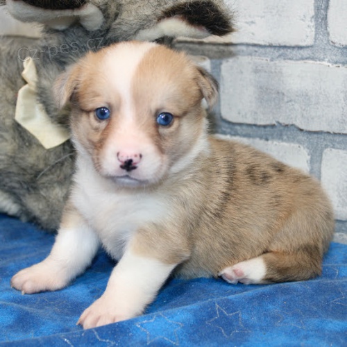 Prod�m zdrav�, o�kovan� a od�erven� �t��ata americk�ho Corgi. 