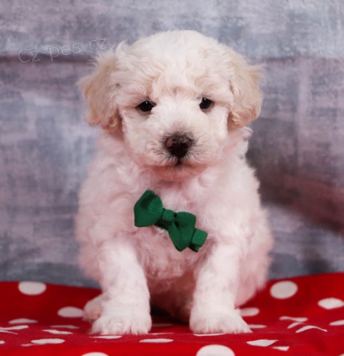 �t��ata bichonpoo na prodej.