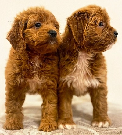 Cavapoo �t��ata