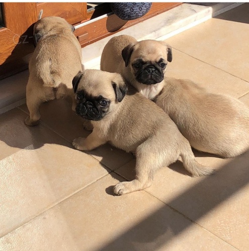 Mops �t���tka k adopci zdarma.
