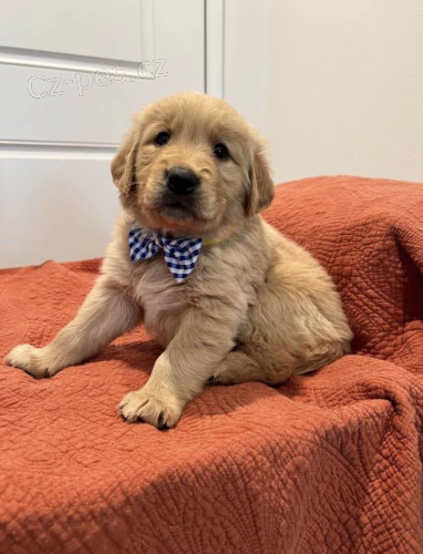 �t���tka zlat�ho retr�vra k adopci zdarma.