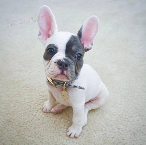 Chytr� �t���tka francouzsk�ho buldo�ka k adopci zdarma.