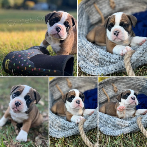 Sladk� �t���tka anglick�ho buldoka k adopci zdarma.