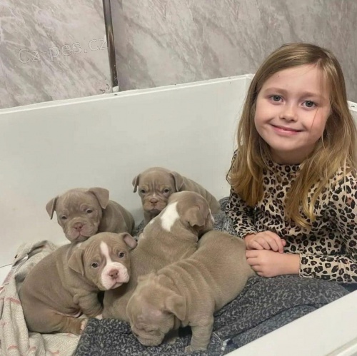 �t��ata americk�ho pitbull teri�ra k adopci zdarma.