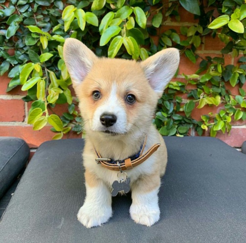 Pembroke Welsh Corgi �t���tka k adopci zdarma.