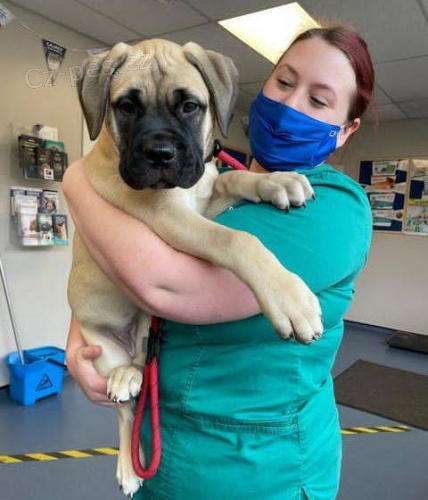 �t��ata b���ho mastifa k voln�mu adopci.