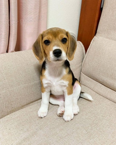 Zdrav� �t���tka b�gla k adopci zdarma.