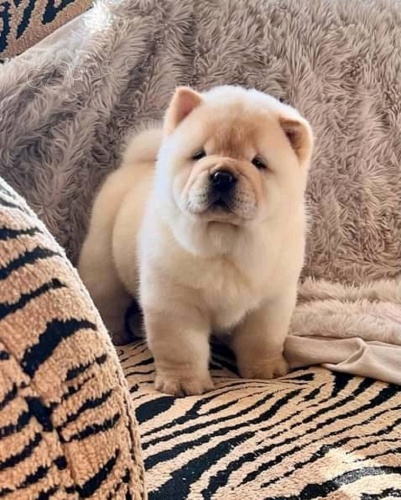 Zdrav� �t���tka Chow Chow k adopci zdarma.