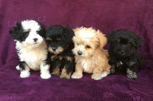 Kr�sn�, typick� �t���tka Bolonka Zwetna s pr�kazem p�vodu