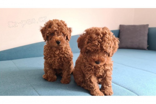 Prod�m �t��ata toy pudla vycvi�en�ho na no�n�k