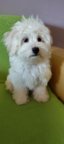 Kr�sn� �ajov� ��lek malt�zsk�ch �t��at k dispozici