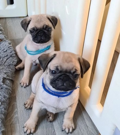 Mops �t��ata k dispozici