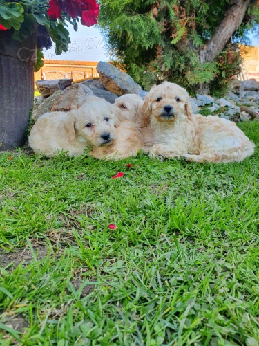 Goldendoodle �t��ata na prodej