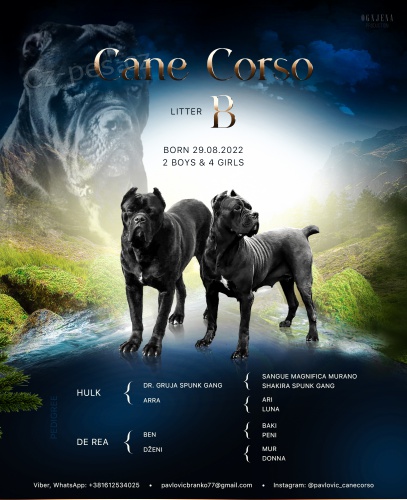 Cane Corso �t��ata