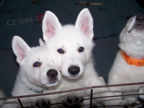 B�l� �v�carsk� ov��k �t��ata