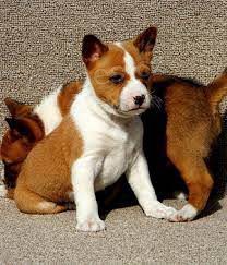 �t��ata basenji na prodej.