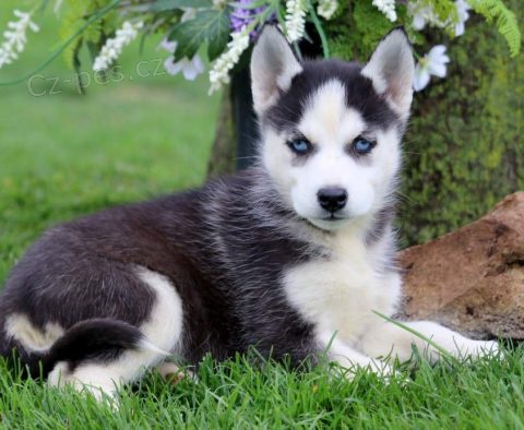 �t��ata sibi�sk�ho huskyho k adopci
