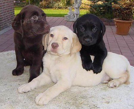 Prod�m zdrav� �t��ata labradorsk�ho retr�vra.