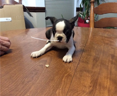 �t��ata Bostonsk�ho teri�ra