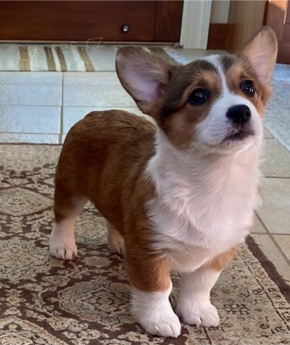 Corgi, Pembroke welsh �t��ata