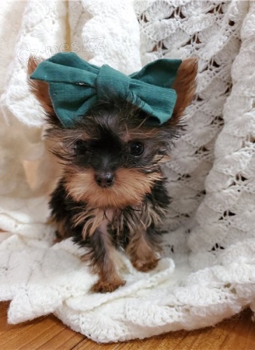 �t��ata jork��rsk�ho teri�ra