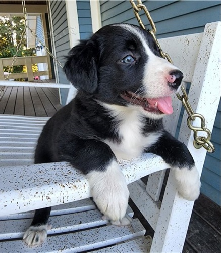 Roztomil� �t���tka border kolie