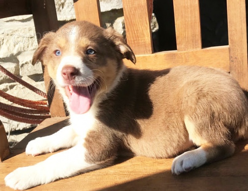 Prod�m �t��ata border kolie