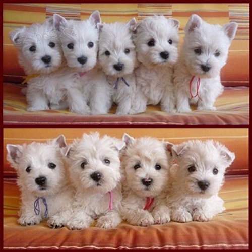 Prod�m mini mini �t��ata West Highland White Terriers