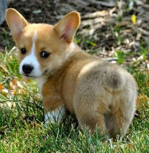 kr�sn� a and�lsk� �t��ata Pembroke Welsh Corgi na prodej.