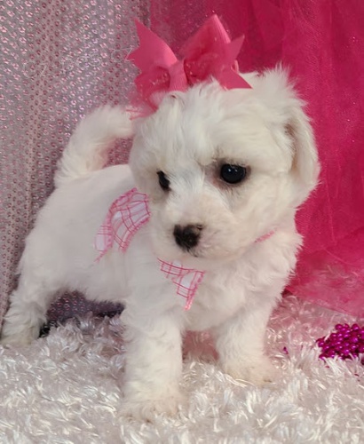 Prod�m �t��ata bi�onka