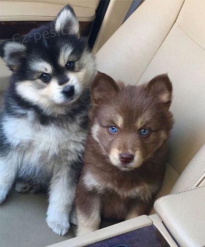 Prod�m �t��ata Pomskies (k��enec sibi�sk� husky a pomeranian)
