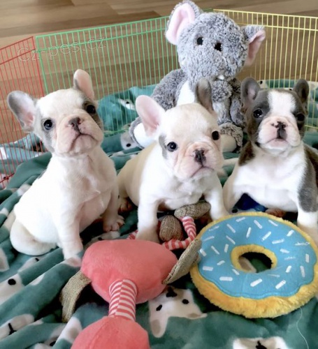 Prod�m �t��ata francouzsk�ho buldo�ka.