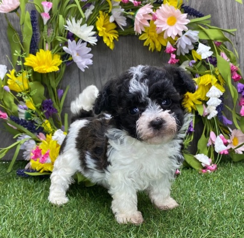 rozko�n� a zdrav� mini �t���tka havanese a feny na prodej.