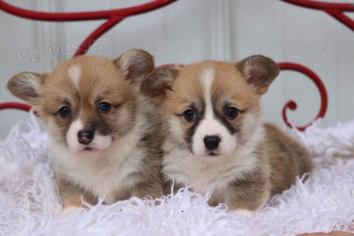 kr�sn� a and�lsk� �t��ata Pembroke Welsh Corgi na prodej.